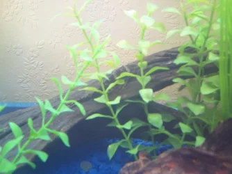 PLECO_1.webp