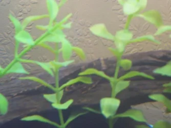 PLECO_2.webp