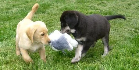 Playing.webp Playing.webp