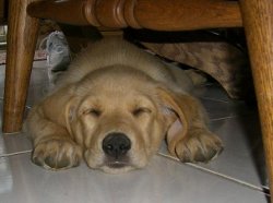 Sleeping_under_table.JPG Sleeping_under_table.JPG