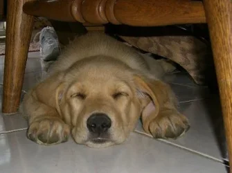 Sleeping_under_table.webp Sleeping_under_table.webp