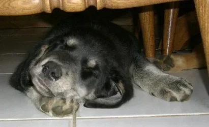 Spike_sleeping.webp Spike_sleeping.webp