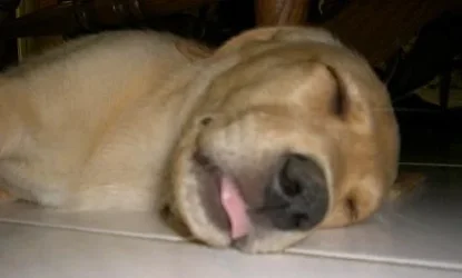 Wiped_out.webp Wiped_out.webp