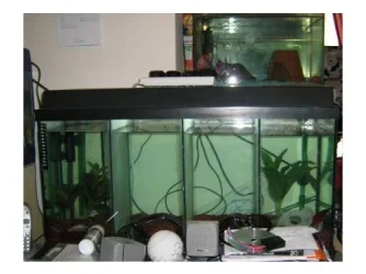 newtank.webp