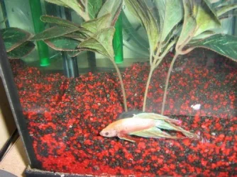 myfish.webp