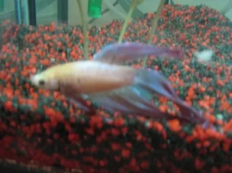myfish2.webp