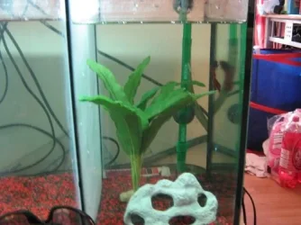 alansfish.webp