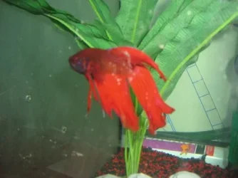 alansfish2.webp