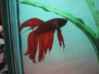 alansfish3.webp