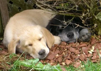 Sleeping.webp Sleeping.webp