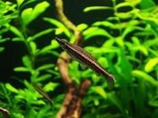 diptail_pencilfish.JPG