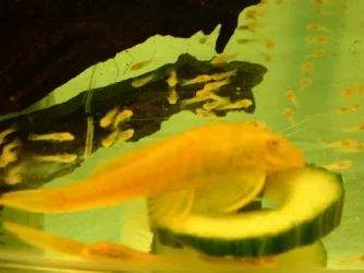 Albino_2.webp