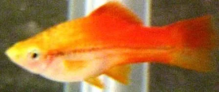 swordtail.webp