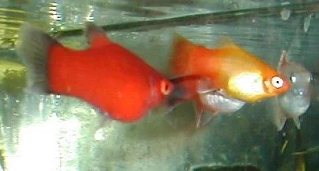 Other_Platies.webp
