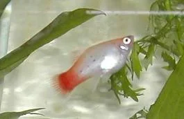 Calico_Platy.webp