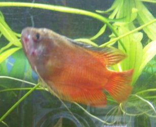 fish_003.jpg fish_003.jpg