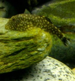 spottytff.jpg spottytff.jpg