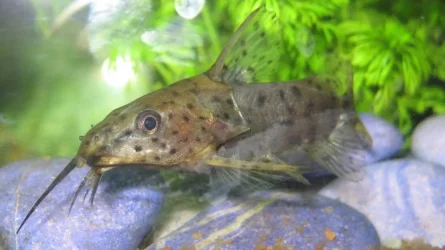 catfish.webp