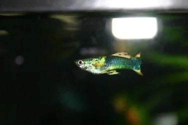 injured_guppy.webp