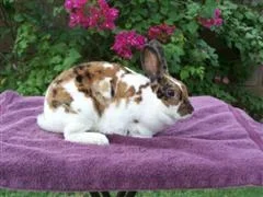 Tiger__WinCE_.webp