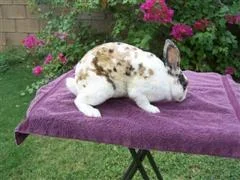 RAP_029__Small___WinCE_.webp