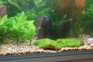 riccia_in_tank.webp riccia_in_tank.webp