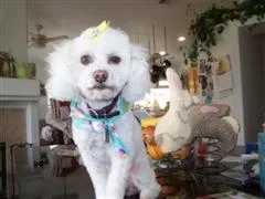 baby_jacobs_011__WinCE_.webp