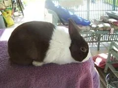 baby_jacobs_402__WinCE_.webp