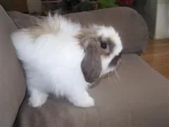 baby_jacobs_423__WinCE_.webp