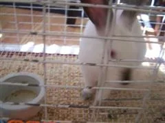 baby_jacobs_040__WinCE_.webp