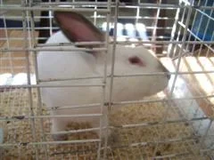baby_jacobs_041__WinCE_.webp