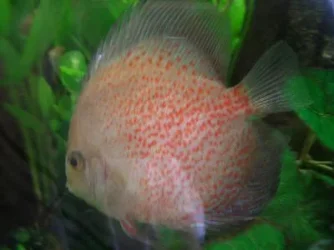 july_discus.webp