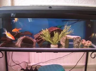kiaras_tank_july07.webp