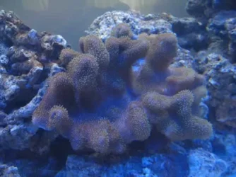 Marine_006.webp Marine_006.webp