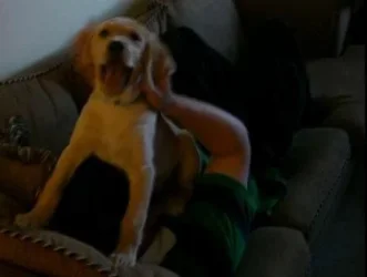 happy_puppy.webp