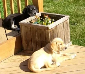 In_the_sun.webp