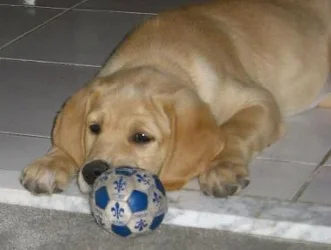 Maddie_ball.webp