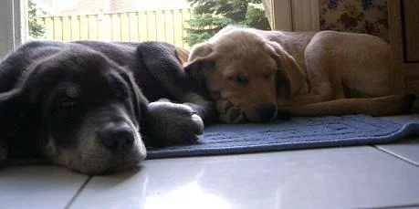 resting.webp