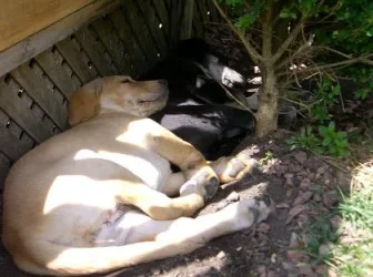 snoozing.webp