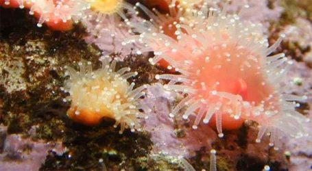 anemone2_580.webp