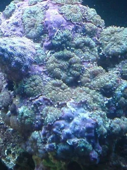 219613594RL064882243.webp