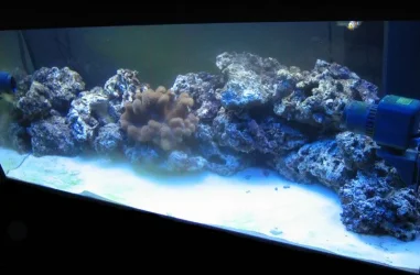 marine_001.webp
