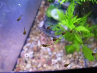100_0510small33.webp