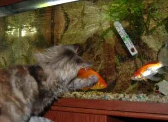 patsy_with_fred.webp