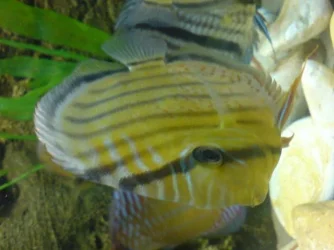 gerald_wilds_1.webp