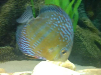 geralds_wilds_2.webp