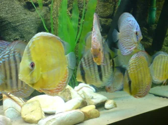 geralds_wild_3.webp