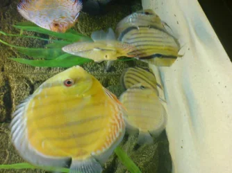 geralds_wilds_6.webp