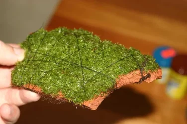 riccia1.webp