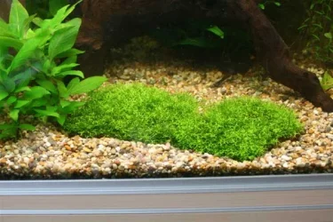 riccia3.webp